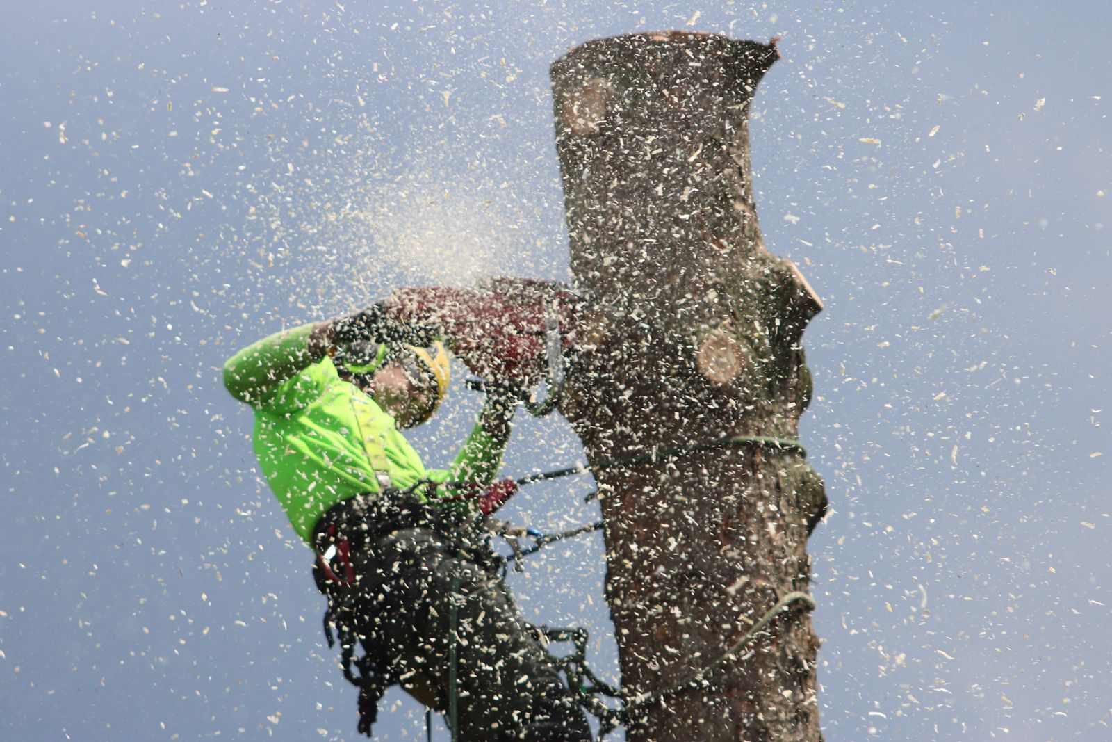 Roped climber topping a tall trunk as a burst of wood chips fills the air