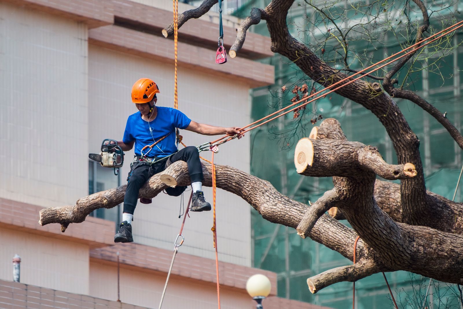 Certified climber rigging a heavy limb with ropes and pulleys high in a shade tree