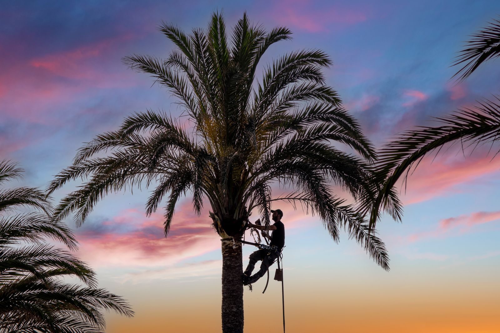Arborist roped into a tall palm trimming fronds against a South Florida sunset sky