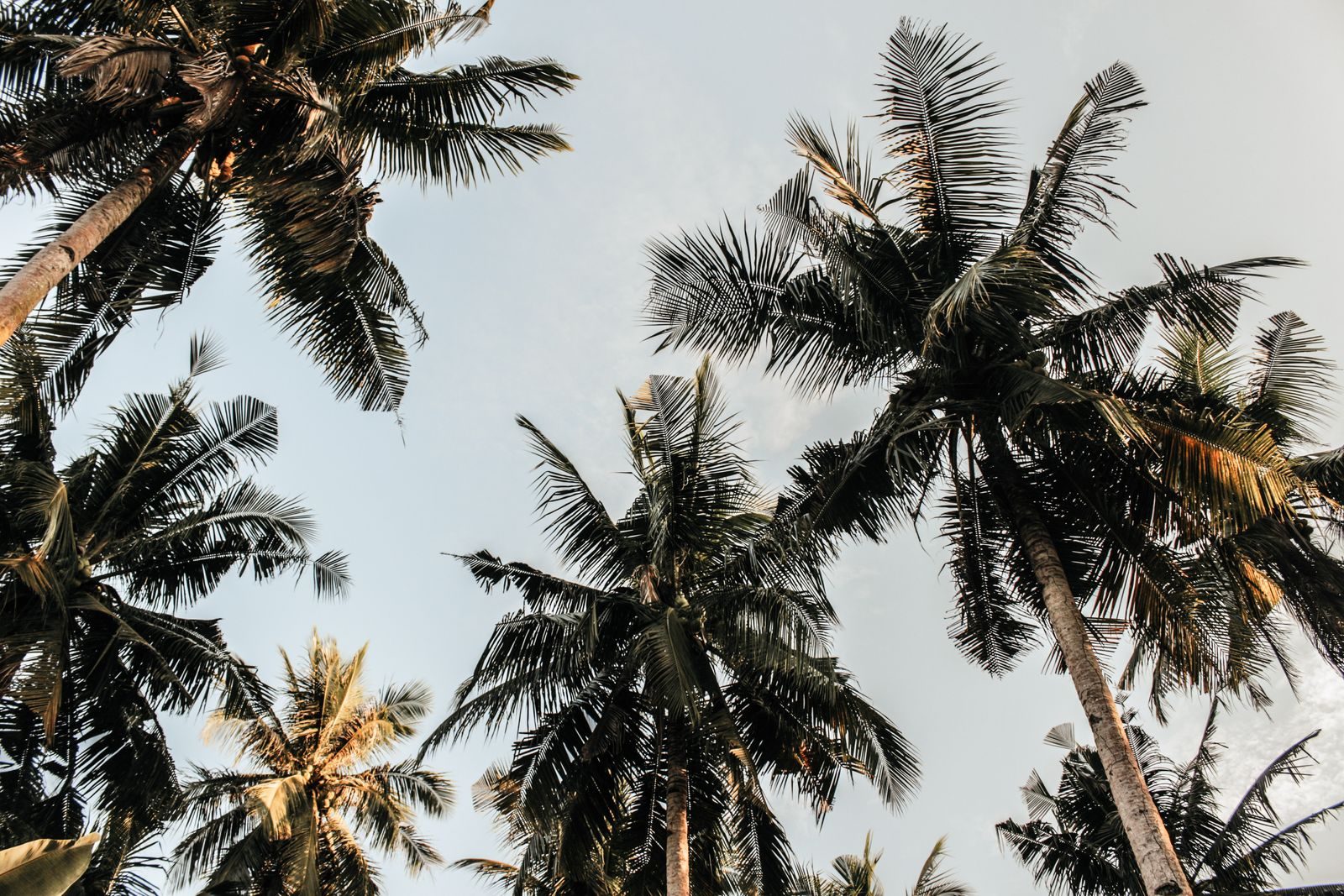 Sunlight through a dense canopy of tall tropical palm trees