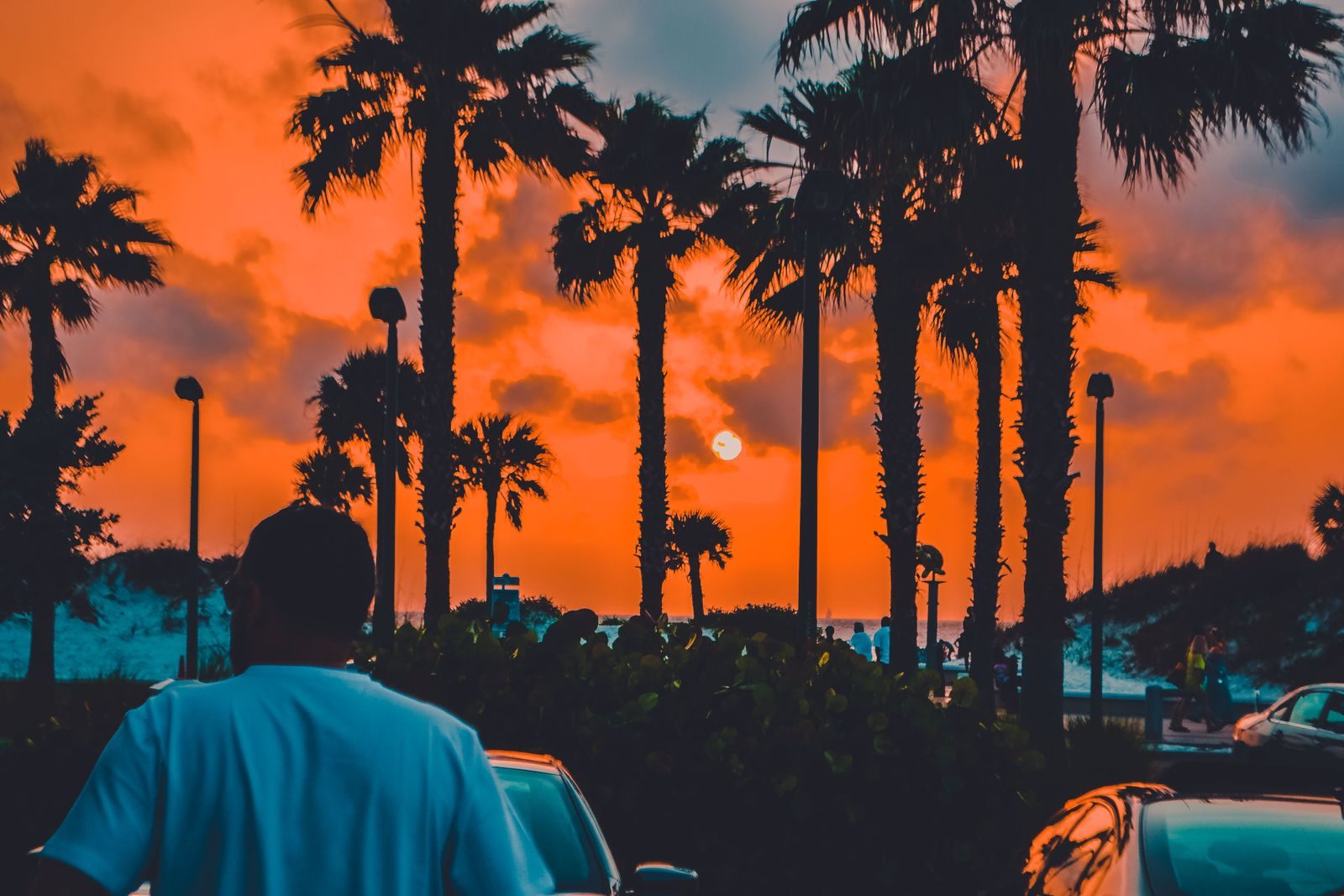 Row of palm trees silhouetted against a glowing South Florida sunset