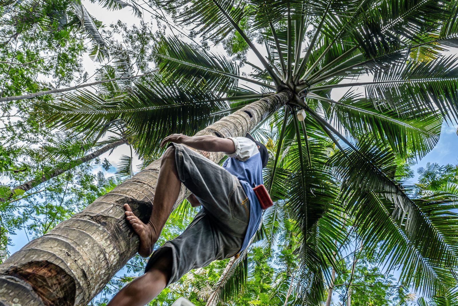 Climber high in a tall coconut palm trimming dead fronds, viewed from below