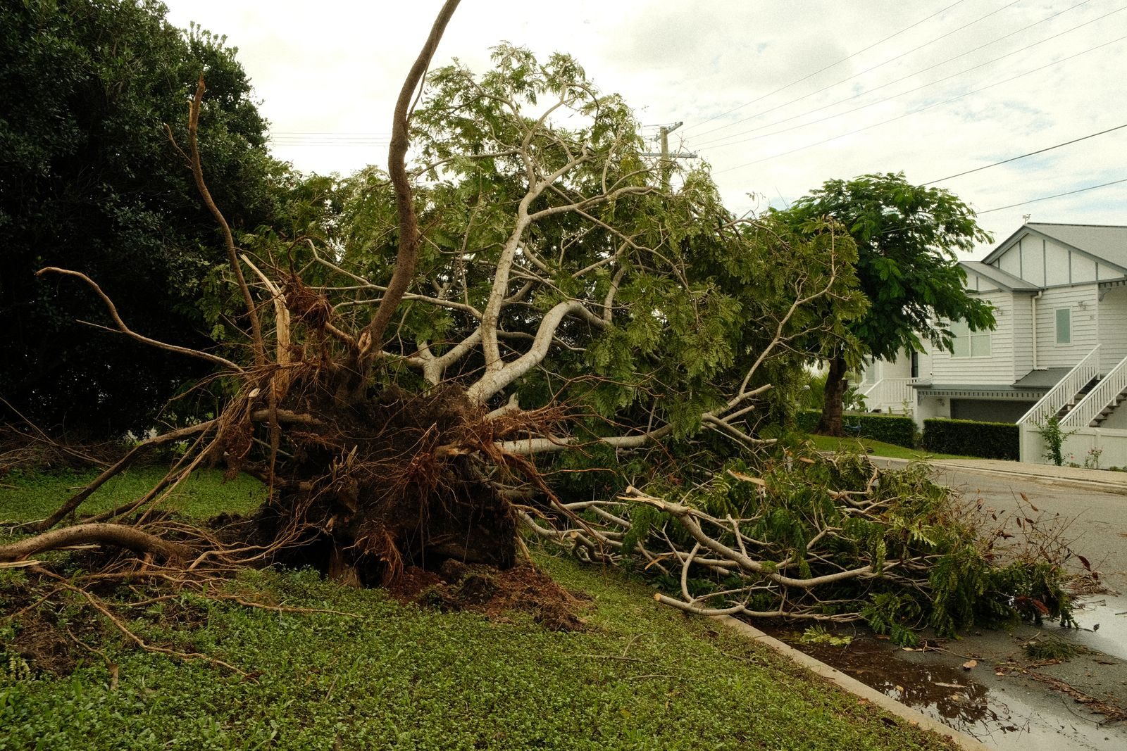 Large tree uprooted across a residential Florida street after a tropical storm