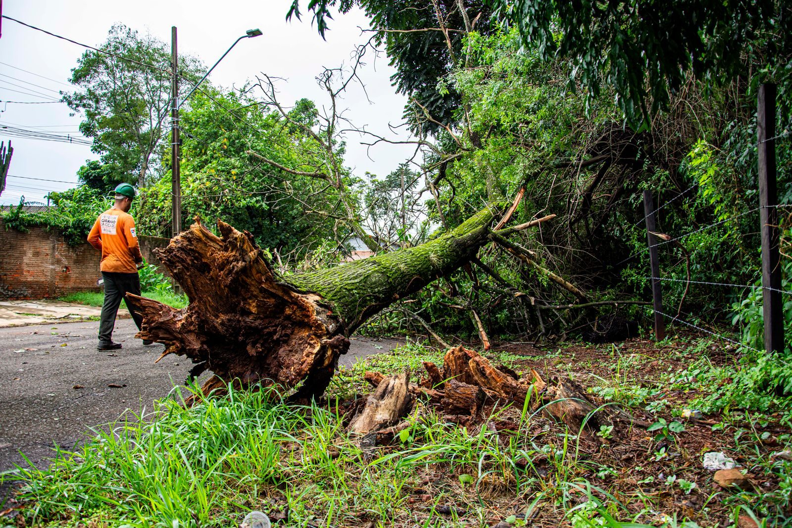 Crew member assessing a massive storm-felled tree blocking a neighborhood road