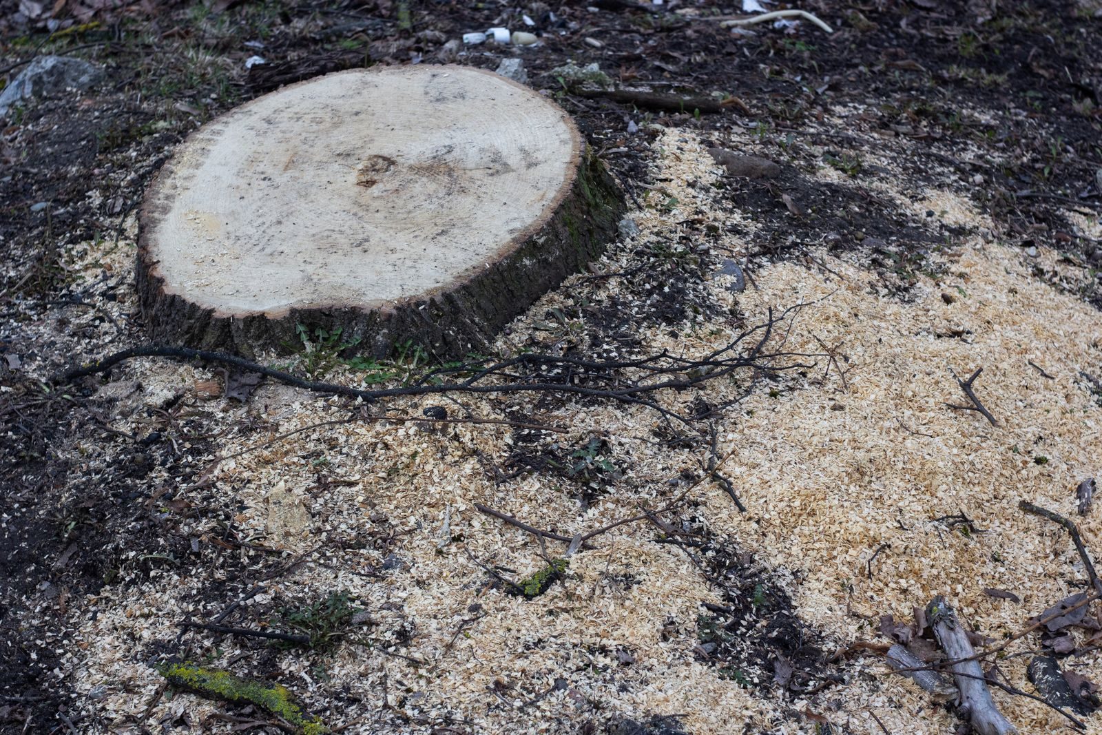 Freshly ground tree stump surrounded by a ring of pale wood chips and sawdust