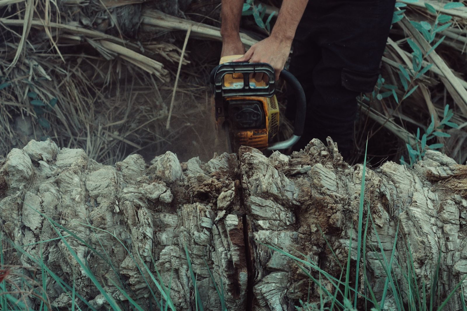 Tree worker cutting through a thick trunk at ground level with a professional chainsaw