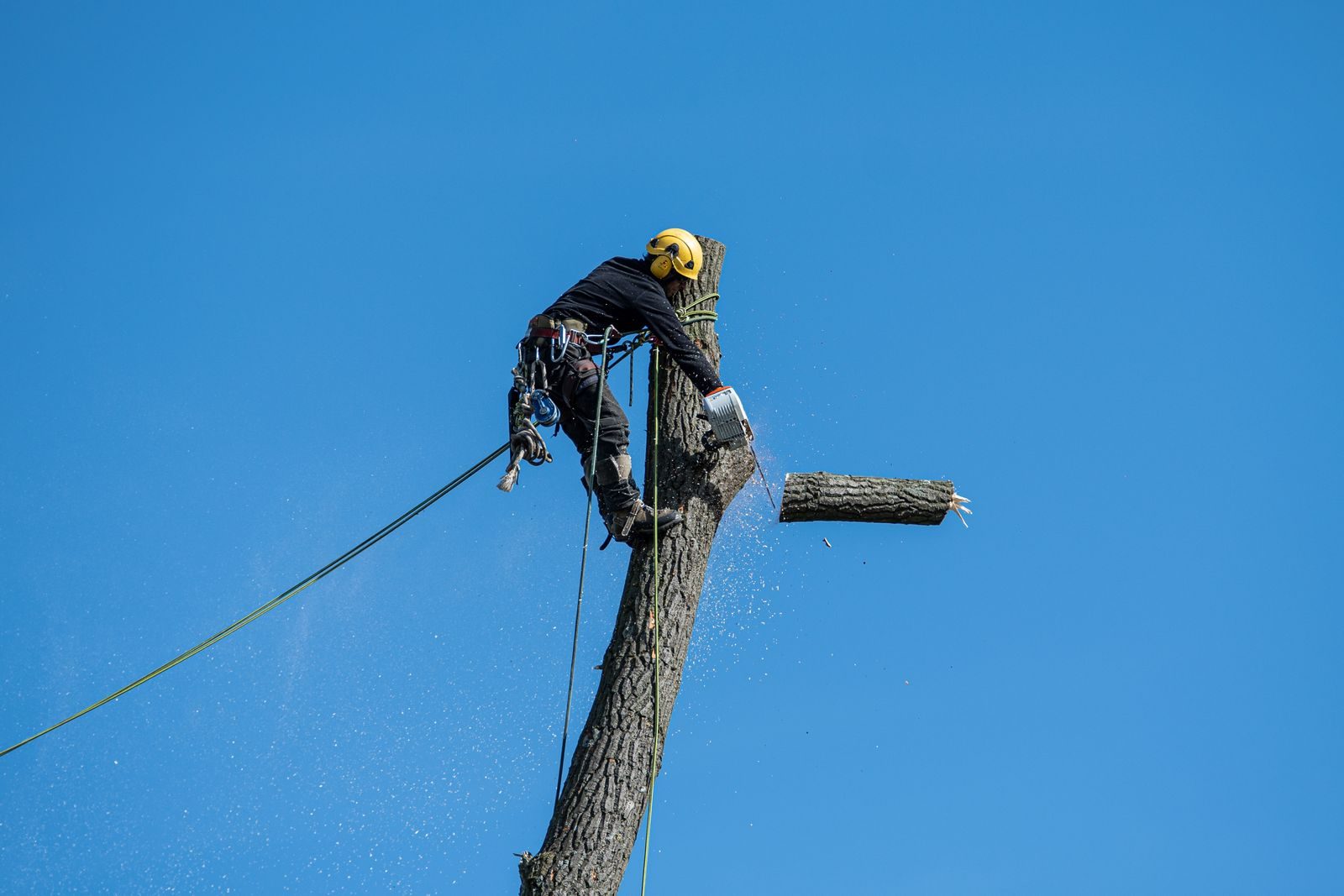 Arborist topping a tall shade tree with a chainsaw, sawdust flying against a blue sky